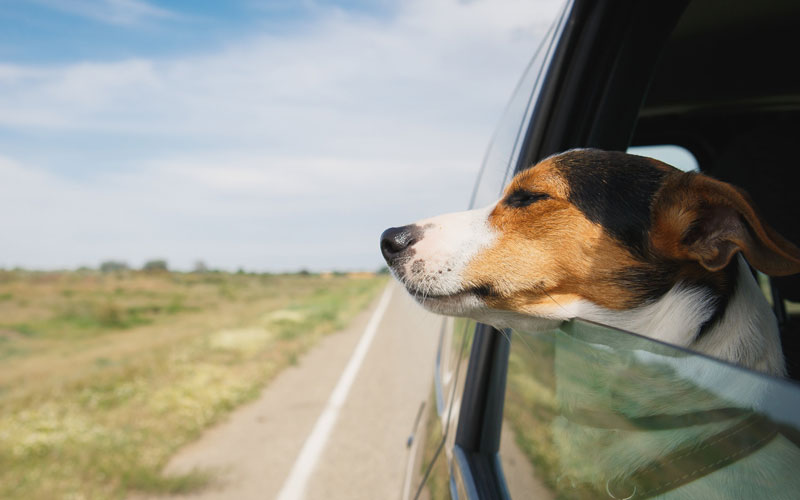 Flytt to Enter Hund med hodet ut bilvindu